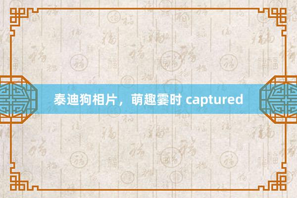 泰迪狗相片，萌趣霎时 captured